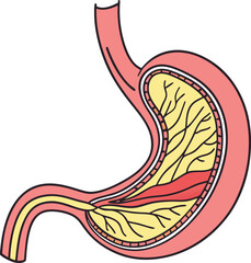 Illustration of Human Internal Stomach Anatomy. Stomach vector art with white background