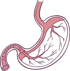 Illustration of Human Internal Stomach Anatomy. Stomach vector art with white background