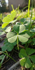 Obraz premium Sunlit Clover Leaves with Dew in a Lush Spring Garden