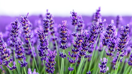 Fototapeta premium Lavender field, purple flowers, summer bloom, nature background, aromatherapy (1)