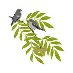 vector drawing branch of pecan tree with green leaves and fruits and northern mockingbird, Mimus polyglottos and Carya illinoinensis isolated at white background, hand drawn illustration