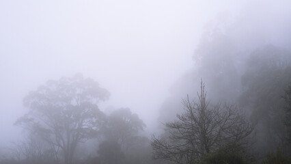 Landscape of a misty forest