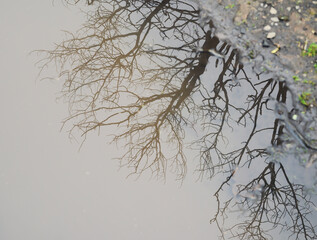 Reflection of a barren tree in winter