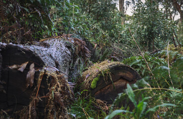 Tree fallen in the forest