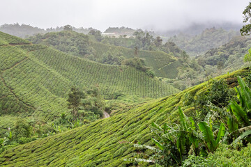 Panorama view of a tea plantation in Cameron Highlands, Malaysia