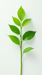 A single stem with leaves isolated on a white background, solitary, foliage, verdant