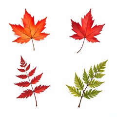 maple leaves isolated on white
