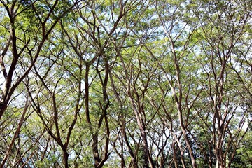 There are many trees in the tourist area