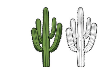 Desert Cactus vector and illustration, hand drawn style white background