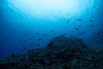 神秘的な海の世界線