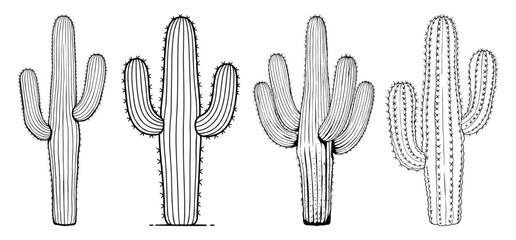 Desert Cactus vector and illustration, hand drawn style white background