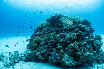 神秘的な海の世界線
