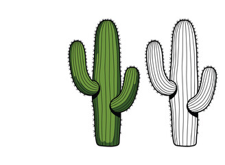 Desert Cactus vector and illustration, hand drawn style white background