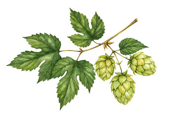 Watercolor Style Hop Plant Clipart Illustration on White Background for Beer or Garden Designs . Generative AI