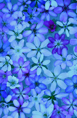 雪割草の花びら