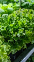 Thriving Hydroponic System Cultivating Lush Lettuce and Refreshing Mint Plants in Controlled Environment