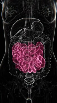 Female small intestine Vertical Video | Female small intestine Animation Concept Video | small intestine in Human Animation vertical video HD