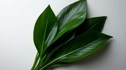 Obraz premium Vibrant Green Leaves on White Background: A Study in Natural Beauty