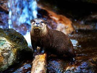 Asian Small Clawed Otter (Aonyx cinereus) by Water Fall,
