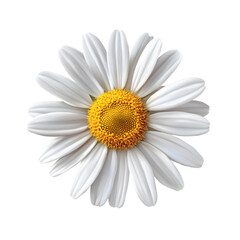 Fresh Daisy