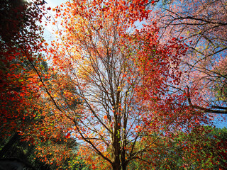Beautiful, sunny autumn in the park Chiangmai Thailand