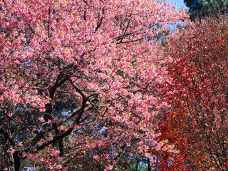 Beautiful cherry blossoms and maple in Chiangmai Thailand
