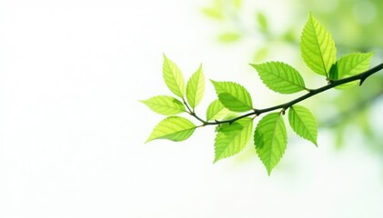 Minimalist branch with green leaves against white background, tree branch, simple