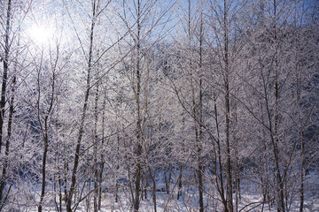 Fototapeta premium 北海道恵庭市 冬の朝日と輝く樹氷