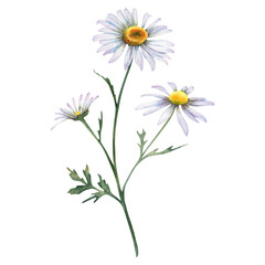 Chamomile flower. Watercolor illustration of a daisy hand-painted. Botanical painting of pharmacy flowers. A bouquet of white wildflowers on an isolated background. Clipart for postcards.