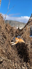 Cat in the trees by the lake