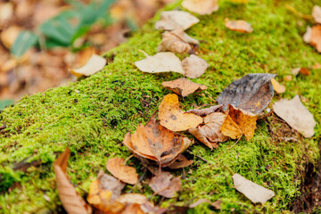 苔の生えた枝にのっている落ち葉