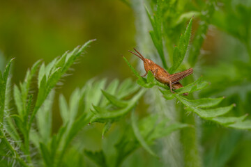 Short Horned Grasshopper - Chorthippus dorsatus, beatiful small brown grasshopper from European meadows and bushes, Zlin, Czech Republic.