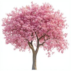 Fototapeta premium A beautiful pink tree in full bloom with pastel pink flowers, isolated against a white background