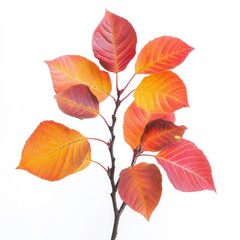 Fototapeta premium A close-up shot of a colorful autumn tree with vibrant red, orange, and yellow leaves, isolated on a white background