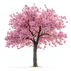 Naklejka premium A full cherry blossom tree with pink flowers in bloom, isolated against a bright white background for contrast.