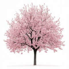Fototapeta premium A graceful cherry blossom tree with soft pink petals, highlighted against a simple white background for a peaceful image.