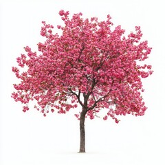 Obraz premium A pink tree with bright pink blossoms, isolated on a stark white background, highlighting its beauty
