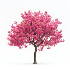 Obraz premium A pink tree with full blossoms, standing out with bright pink flowers against a white backdrop