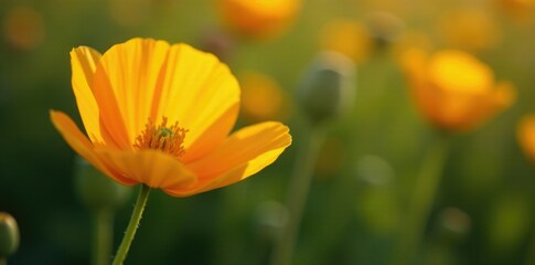 Obraz premium Single yellow orange California poppy flower with intricate details, sunny, delicate