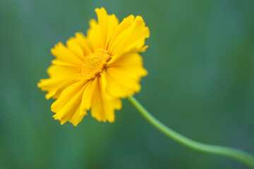 lanceleaf coreopsis