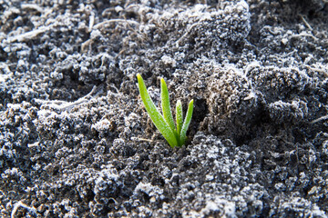 A young garlic sprout during the spring frost. Growing natural vegetables in the backyard.