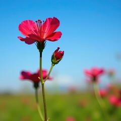 Obraz premium Geranium robertianum flowers with prominent red stamens against a bright blue sky, meadow, flower, color