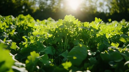 Fresh green leaves and herbs on a wooden table illuminated by natural sunlight close-up photography of nature and organic plants