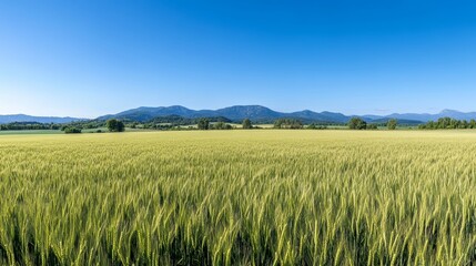 Wheat in the wheat field