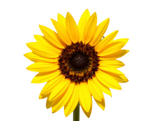 Fototapeta premium sunflower isolated on white background
