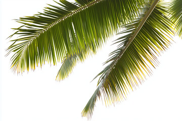 Naklejka premium Selective focus tropical leaf isolated on white background, Coconut leaf on white background, Green palm leaf on the beach.