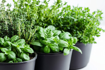 Naklejka premium Selective focus mixed herb in gardening pot isolated on white background, Close up shot mixed salad in bucket on white, Aromatic leaf for cooking.