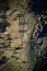 Top down flat aerial view of open grassy clearings. Sunlight casts long shadows from the trees, adding depth to the landscape.