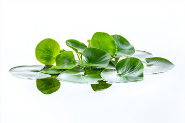 Obraz premium Selective focus leaf floating on water isolated on white background, Close up shot tropical leaf on water, Aquatic plant.