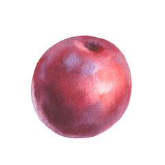 Hand drawn watercolor illustration of fruit plum isolated on white background. Watercolor sketch.